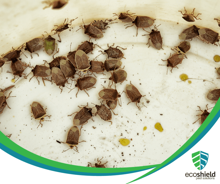 Why Might I See More Bugs After My Pest Treatment?